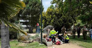 Hombre murió aplastado tras caída de una palmera en Viña del Mar
