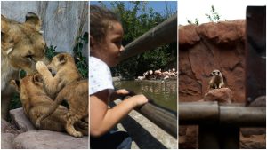 VIDEO - Conoce las fechas en que el Zoológico Metropolitano será gratuito