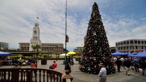 ¿Por qué el árbol de Navidad es un pino?