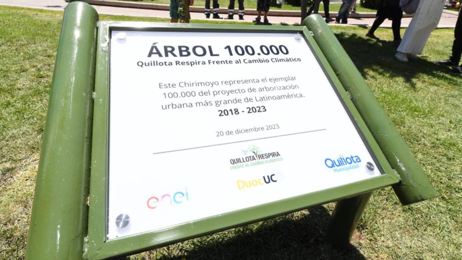Quillota árbol 100 mil