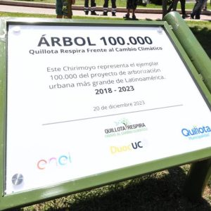 Quillota árbol 100 mil