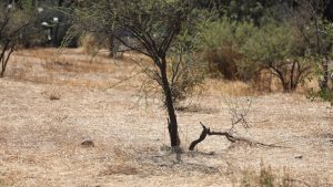 Qué es el fenómeno de La Niña que podría llegar en 2024 y los efectos que provocaría