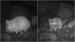 VIDEO – Por qué es importante el avistamiento de la chinchilla cola corta en Atacama