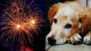 Mascotas y pirotecnia: cinco consejos para cuidar a los animales del ruido de los fuegos artificiales