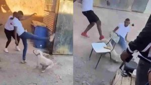 Tras viralización de golpiza a perro: Fiscalía abre investigación por delito de maltrato animal