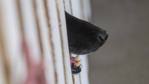 Turista extranjera es atacada por jauría de perros en San Pedro de Atacama