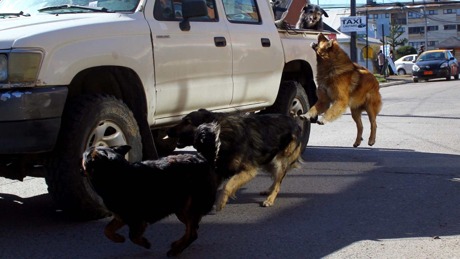 San Pedro de Atacama busca la eutanasia de perros callejeros