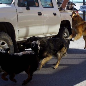 San Pedro de Atacama busca la eutanasia de perros callejeros