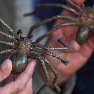 araña de rincón