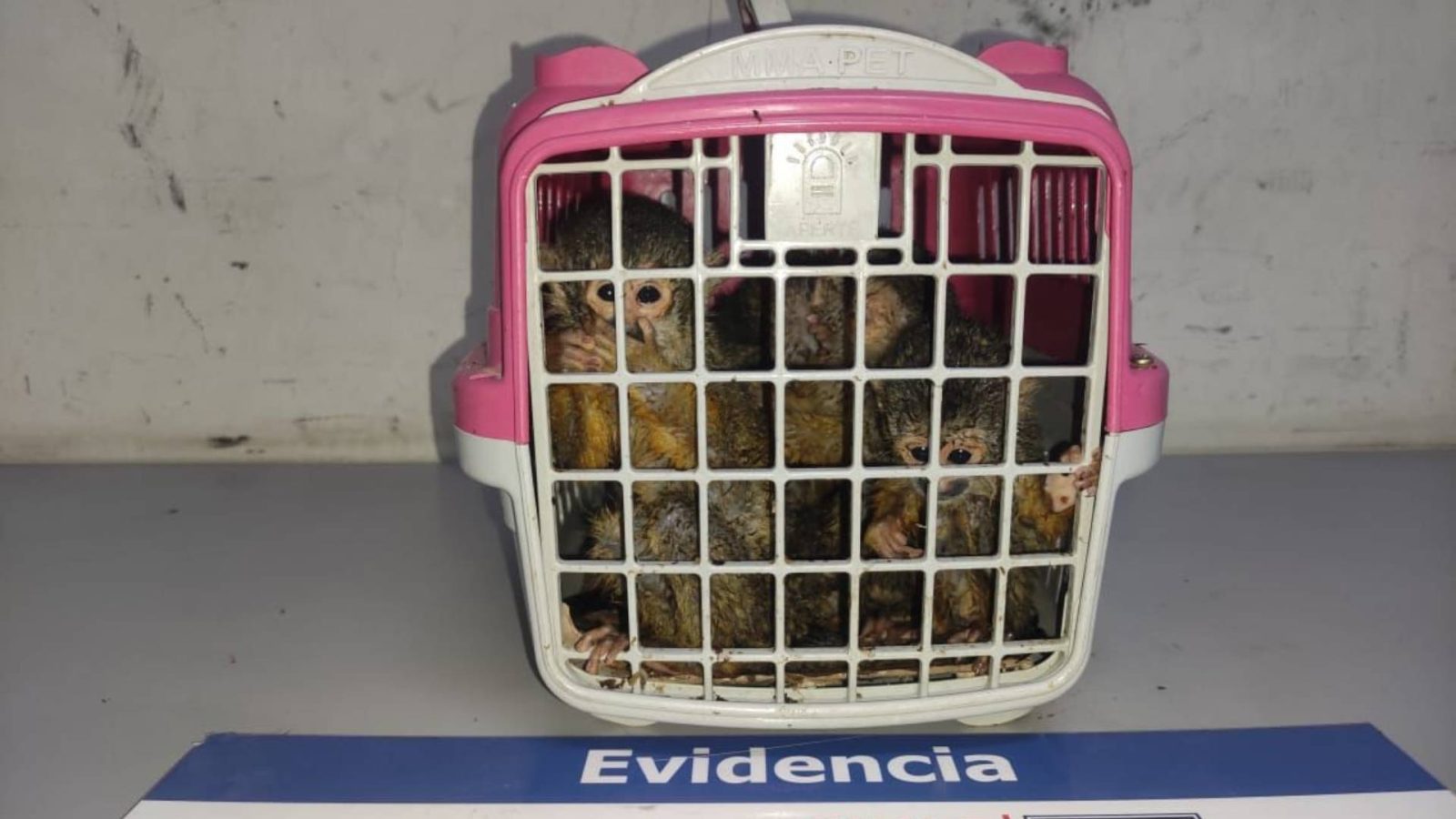 monos bebés ilegales