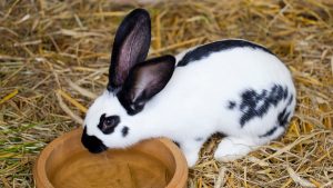 Los detalles de la ley que prohíbe la experimentación animal en cosméticos y que fue publicada por el Diario Oficial