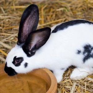 ley prohíbe experimentación animal en cosméticos