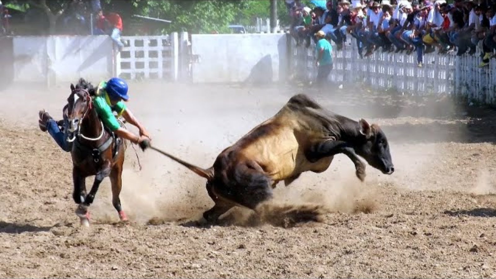 coleo de toros