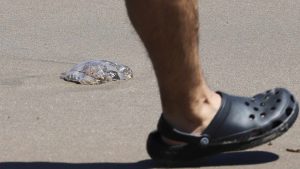 Los riesgos de la fragata portuguesa: la especie que obligó a cerrar una playa de Tongoy