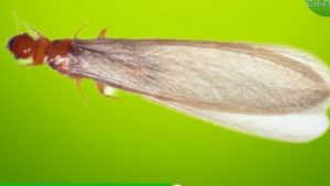Qué son los trintraros: los bichos que aparecen en las calurosas noches de verano
