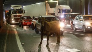 FOTOS - Por qué aparecieron vacas en plena avenida General Velásquez