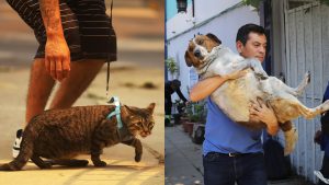 ¿Dónde están los centros de atención veterinaria por incendios en la Región de Valparaíso?