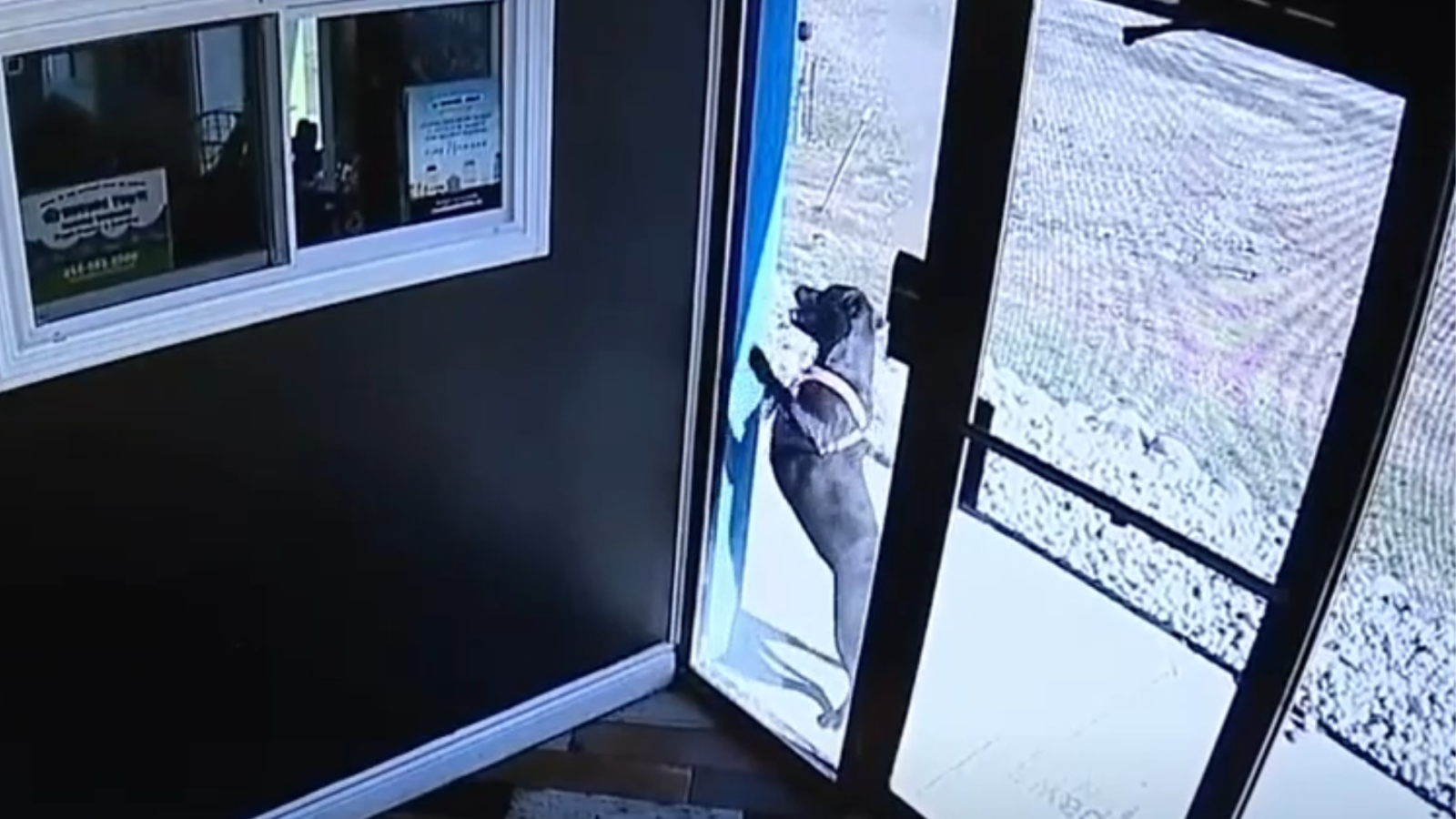 Perro corrió a pedir ayuda