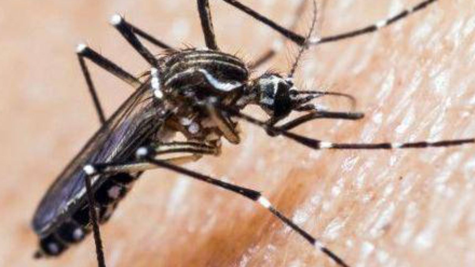 Dengue Rapa Nui
