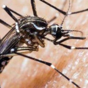 Dengue Rapa Nui