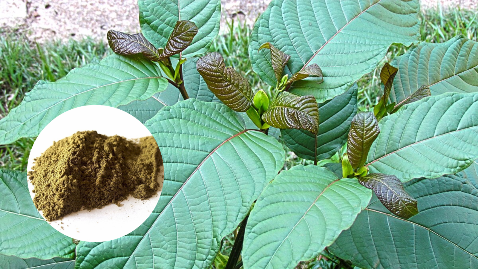 Kratom