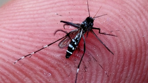 Argentina sufre el peor brote de dengue en su historia