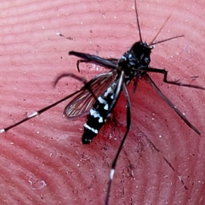 brote de dengue