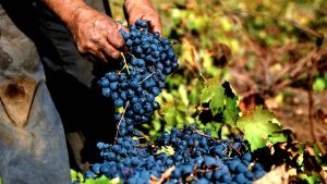 Prácticas sustentables de Viña Concha y Toro forma parte de un estudio internacional