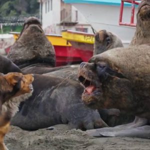 lobos marinos perros