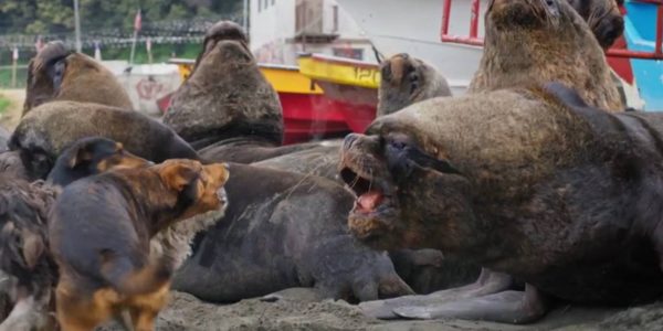 lobos marinos perros