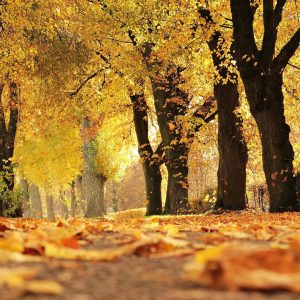 otoño salud mental