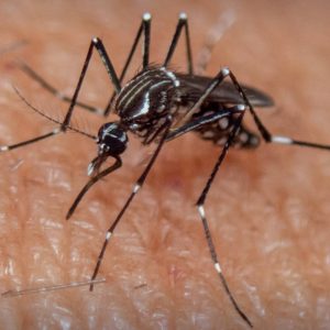 Dengue