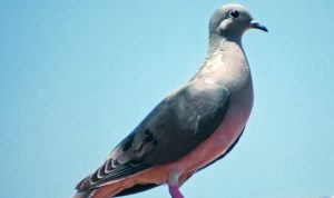 SAG prohíbe caza de tórtolas ante brote de virus que afecta a aves silvestres