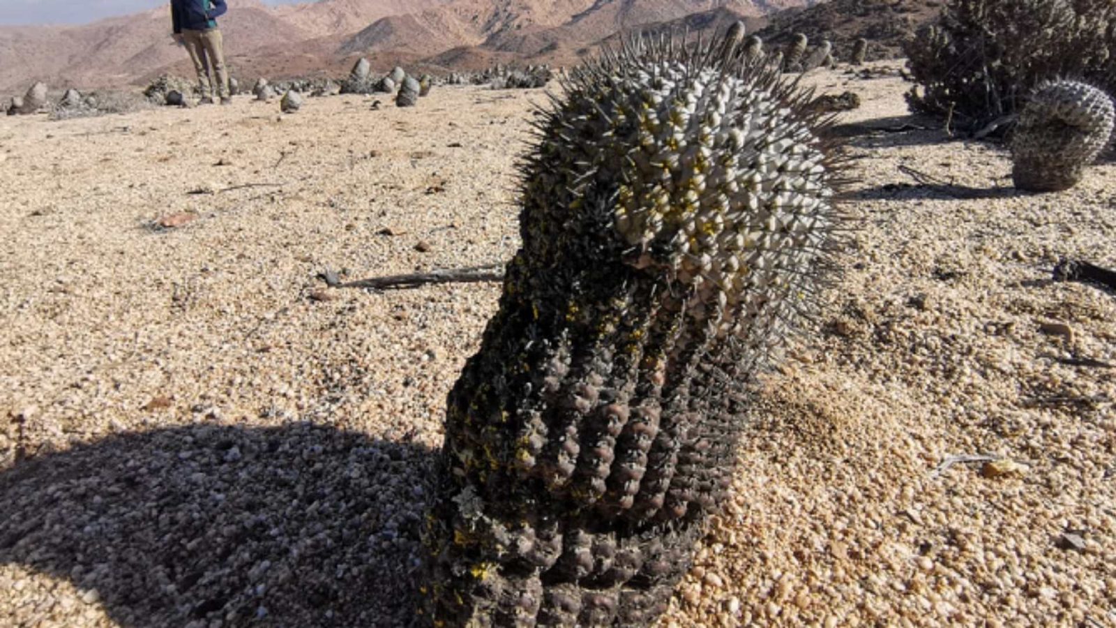 contrabando cactus