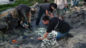Algarrobo: expertos extraen piezas de dinosaurio de 70 millones de años