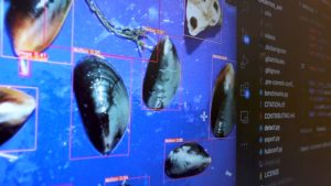 Crean sistema de identificación de semillas de choritos con Inteligencia Artificial