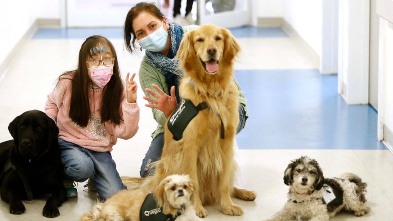 Mascotas pacientes terminales