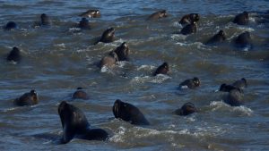 La protección que aún le debemos a nuestros océanos