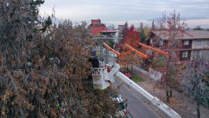 Enel duplica sus trabajos de poda y busca despejar más de 4.500 kilómetros de red eléctrica