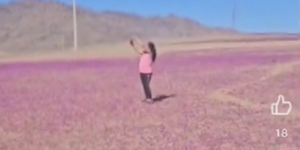 Desierto Florido