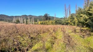 ¿Podrán las mujeres salvar los viñedos más valiosos de Américas?