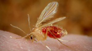 Alerta en Brasil por primeras muertes por Oropouche: qué es, cómo se transmite y cuáles son los síntomas del virus