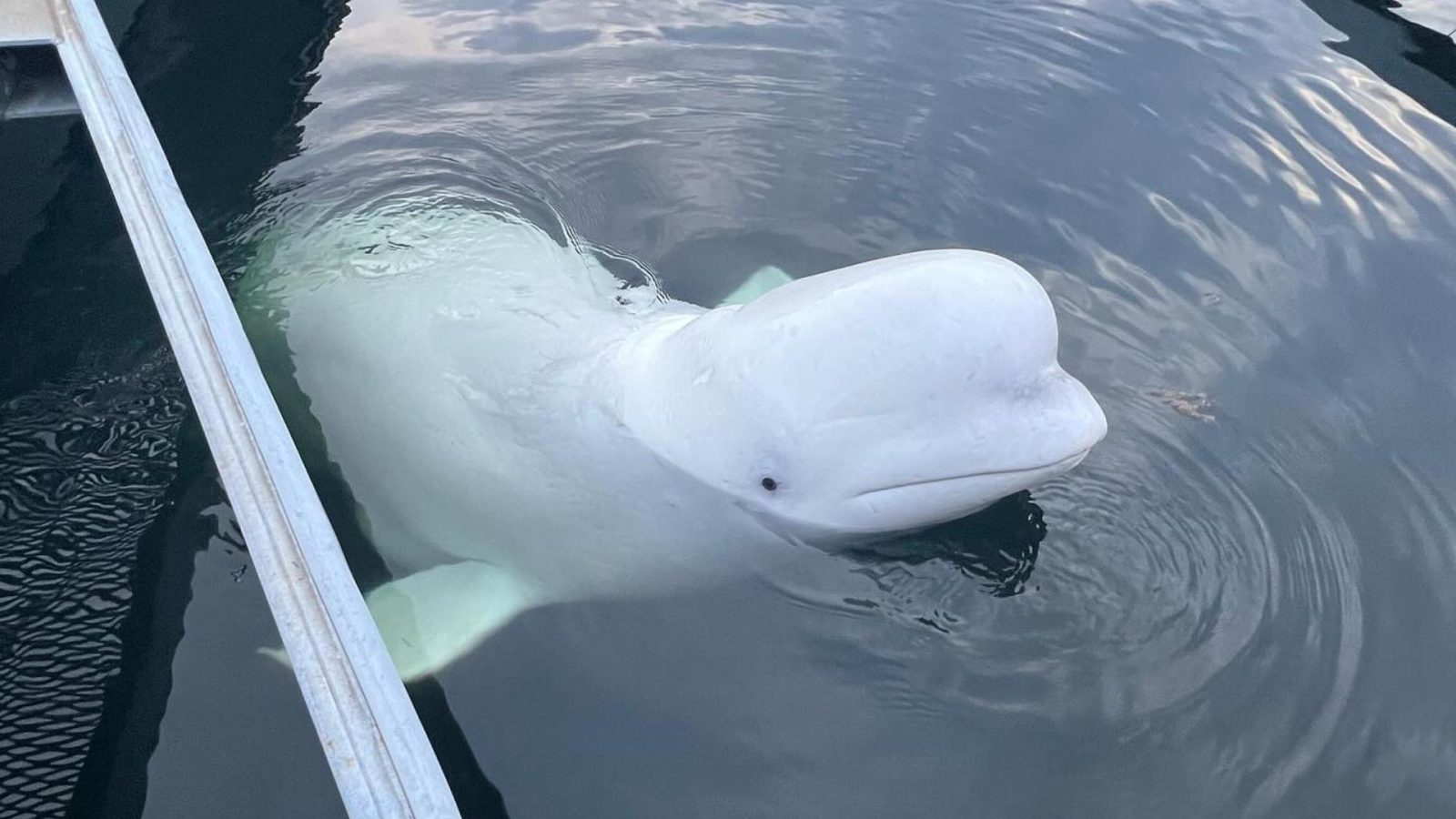 ballena espía