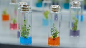 Hito en la ciencia chilena: secuencian el genoma de la Araucaria araucana, que ayudará a gestionar su riesgo de extinción