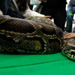 serpiente pitón