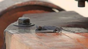 Las tres recomendaciones del ISP ante el aumento de murciélagos por altas temperaturas