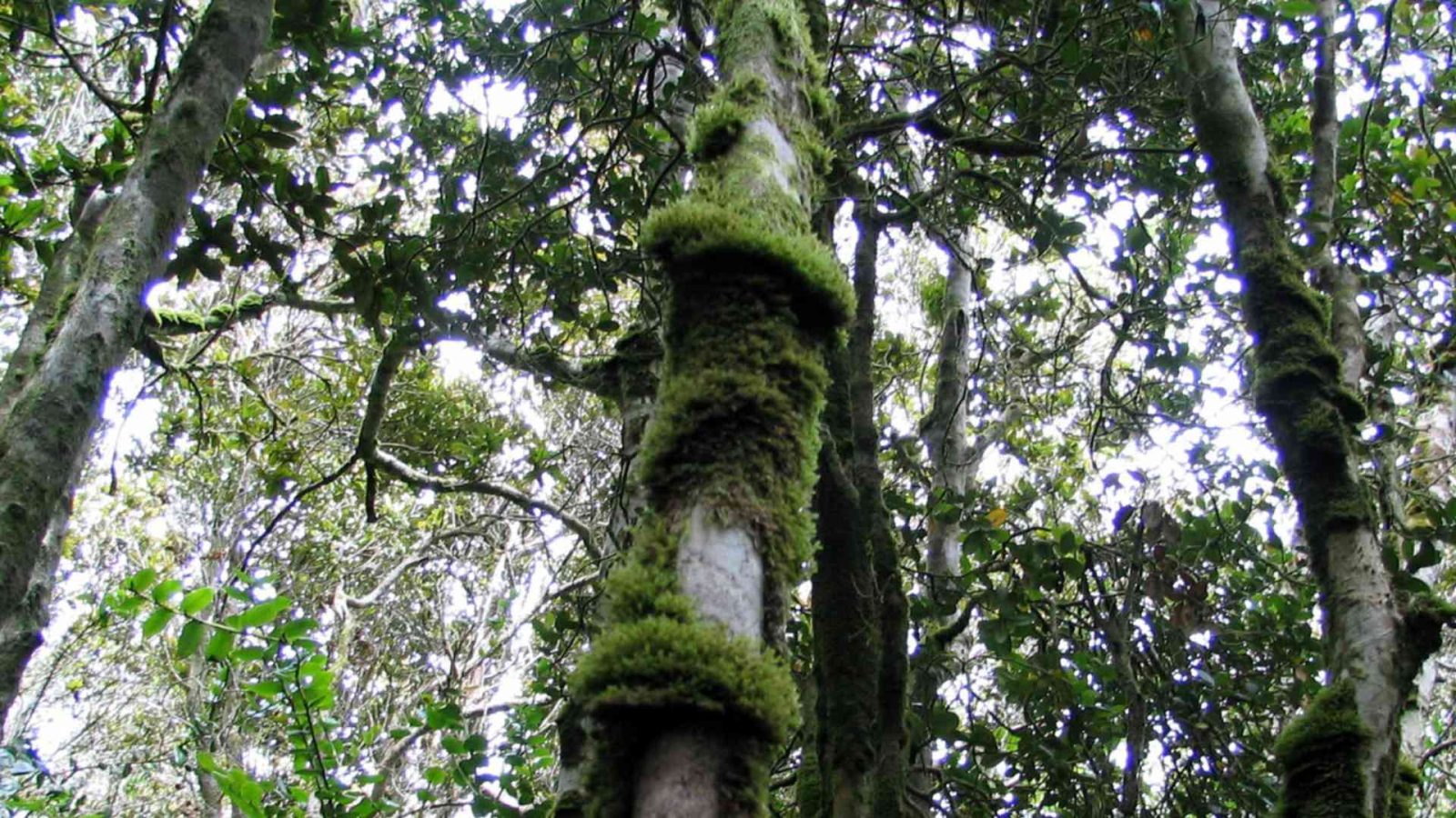 Conaf parques nacionales