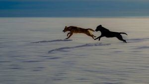 Accidentes cerebrovasculares en perros, el riesgo silencioso que crece con la edad de tus mascotas