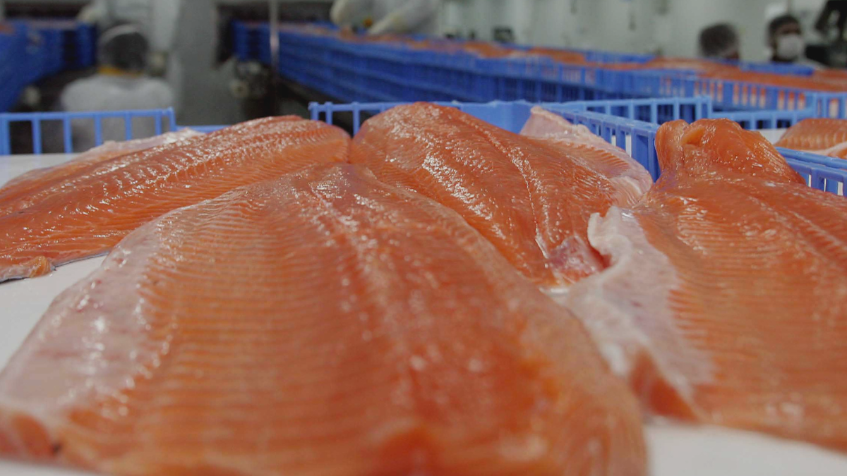 Salmón chileno: Desvestir un santo para vestir otro