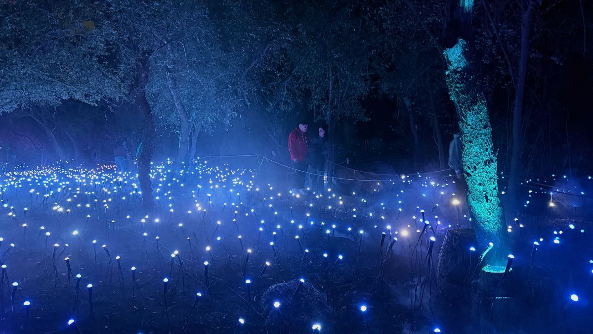 Bichos de luz